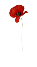 poppy-1952013_960_720